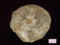 藏品(雲母貝化石)的圖片